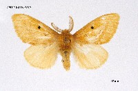 藏品(橙黃毒蛾)的圖片